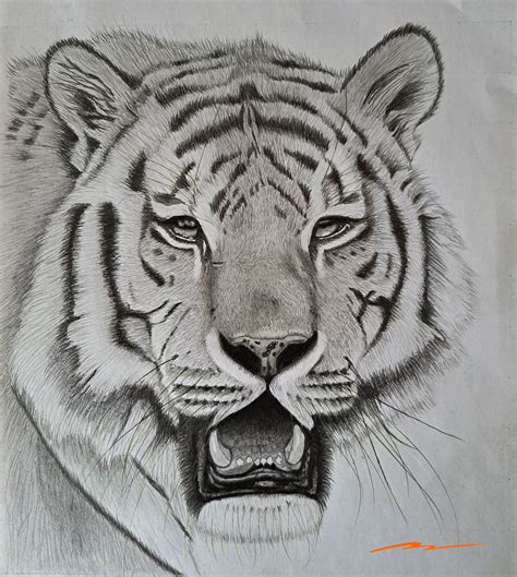 how to draw a tiger face realistic